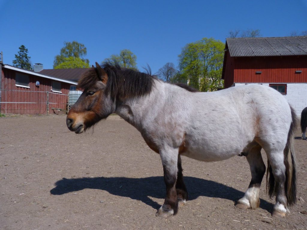 Sakke on pieni poni, joka käy talutusratsastustunteja ja lasten alkeiskurssin tunteja Husössä Helsingissä.