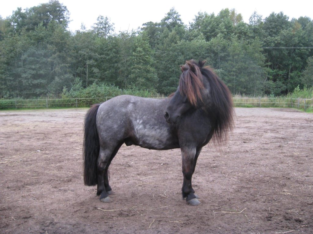 Nemo on pieni poni, joka tekee talutustunteja ja alkeisratsastustunteja ratsastuskoululla Helsingissä. 