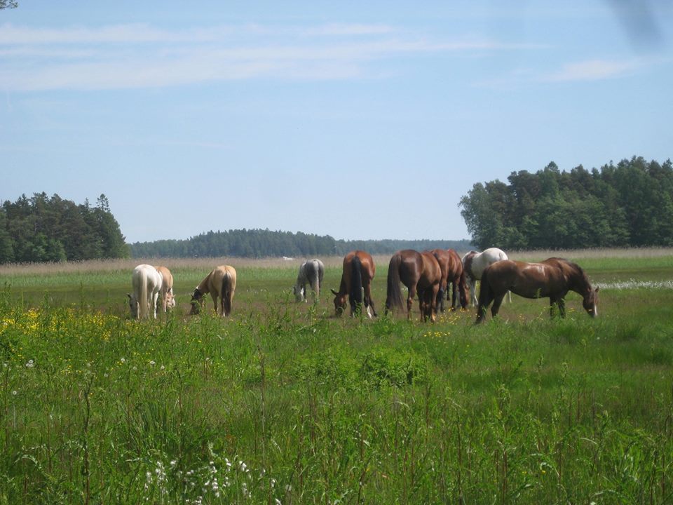 Husön hevoset viettävät ison osan päivästä tarhassa tai laitumella