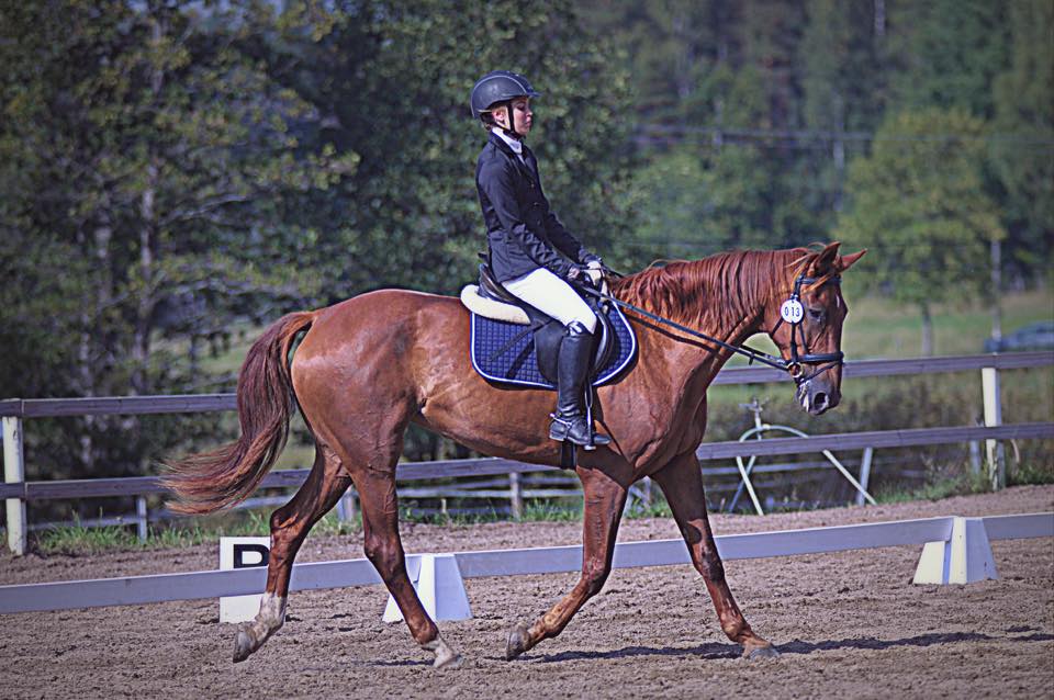 Aamira on ratsastuskoulun opetushevonen Husössä Helsingissä.