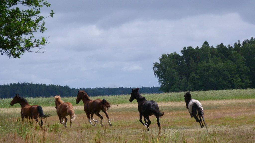 Husön hevoset lukoilevat joka päivä isoissa aitauksissa laumoissa