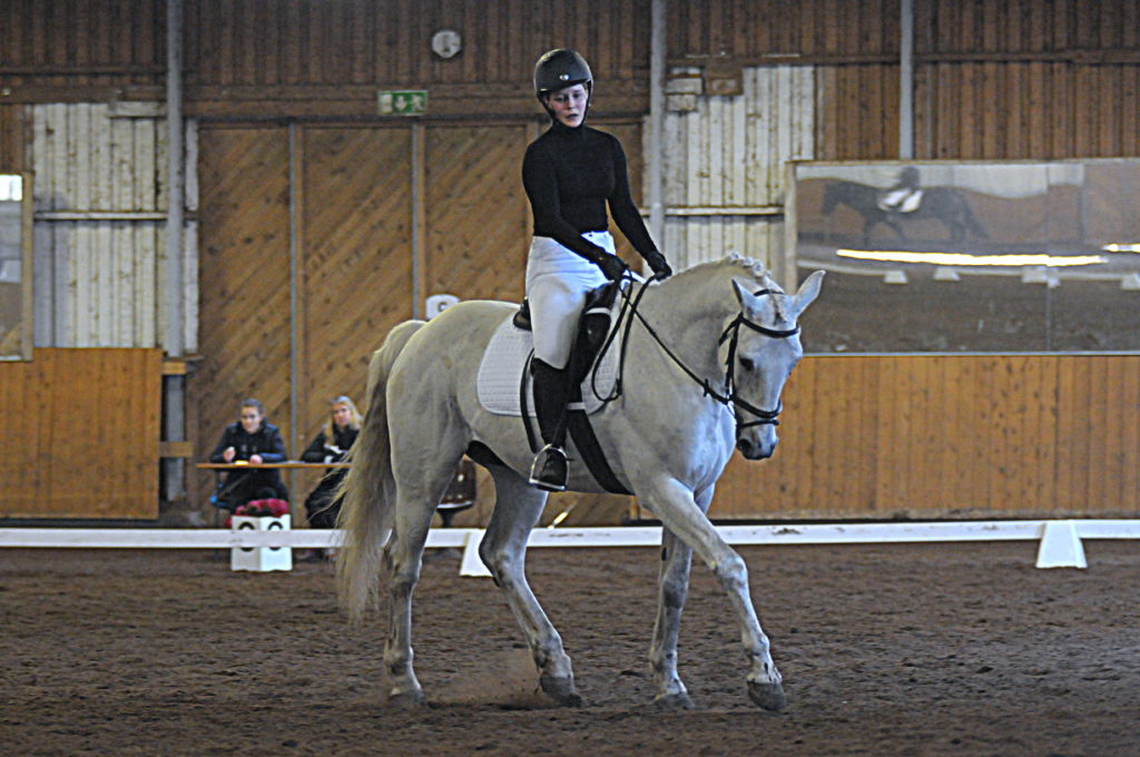 Aatu on suosittu tuntihevonen ratsastuskoulussa Helsingissä.