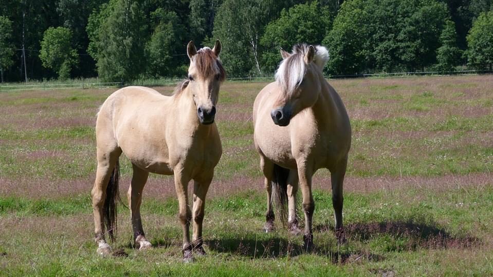 Syyskauden ratsastustunnit ovat nyt varattavissa Hopotista! Husön Ratsastuskoulu sijaitsee pääkaupunkiseudulla Helsingissä. 