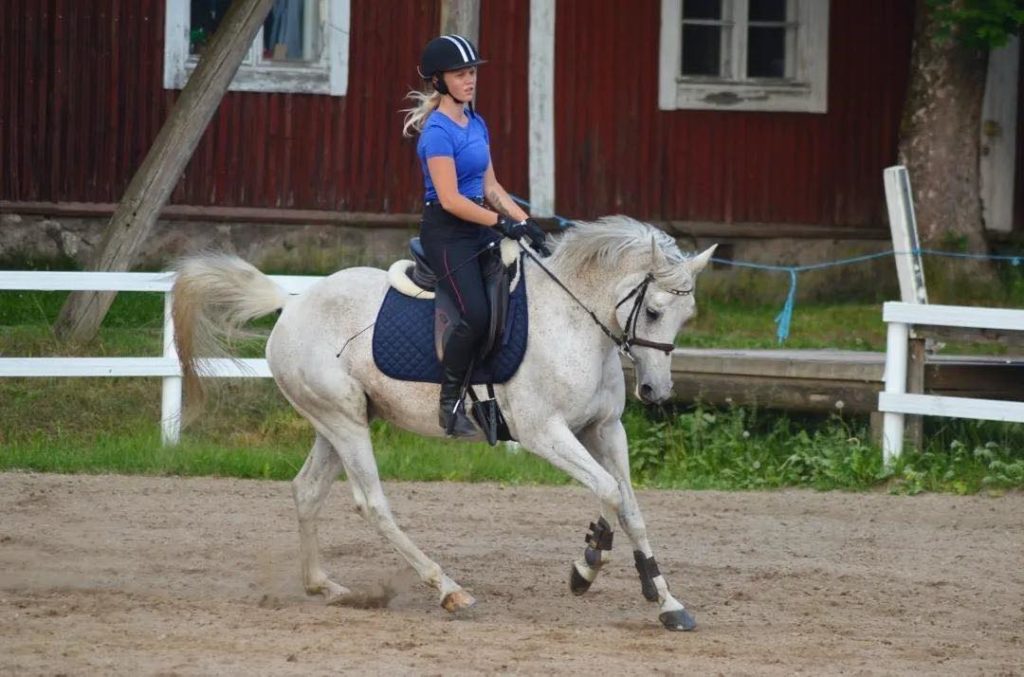 Ratsastuskoulun hevonen pienryhmätunnilla pääkaupunkiseudulla.